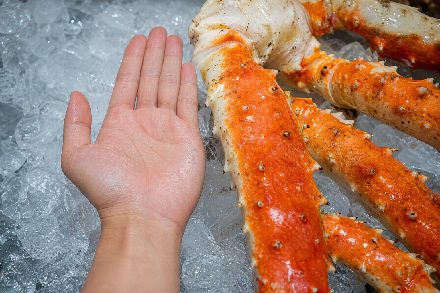 A visual comparison image showcasing the extraordinary size of a King Crab leg. A person's hand is p